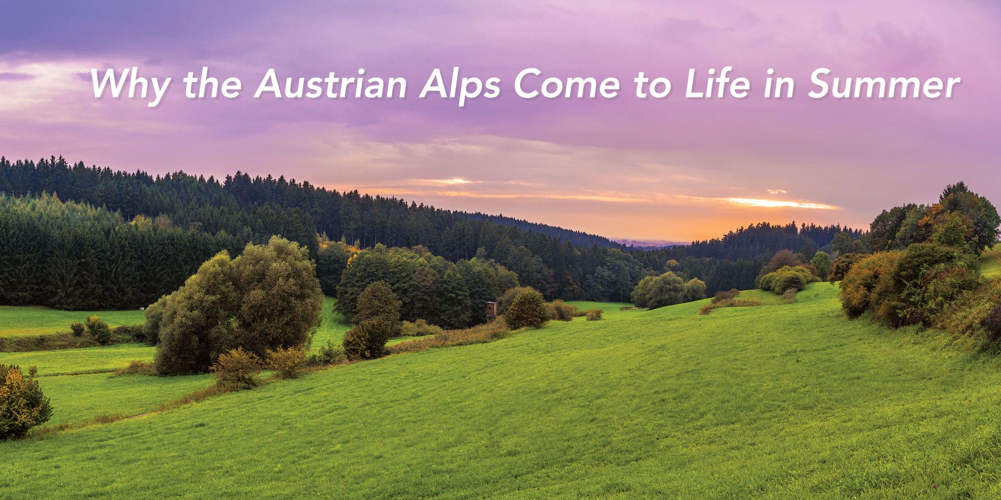 Large green fields and trees in Austrian Alps