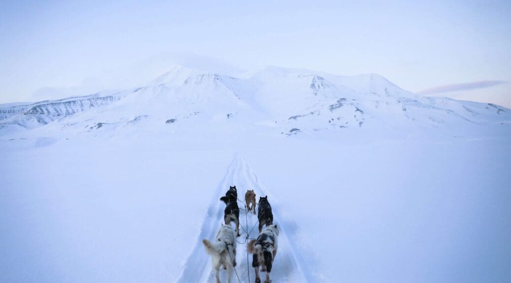 Husky's in the snow