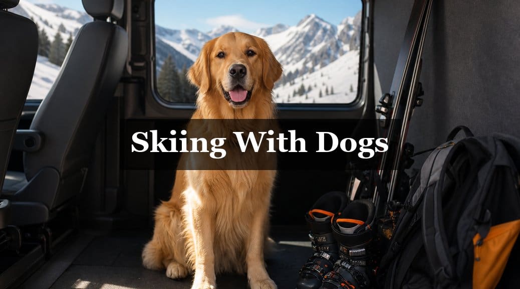 Pet-Friendly Alpine Transfers: Can Your Dog Come?
