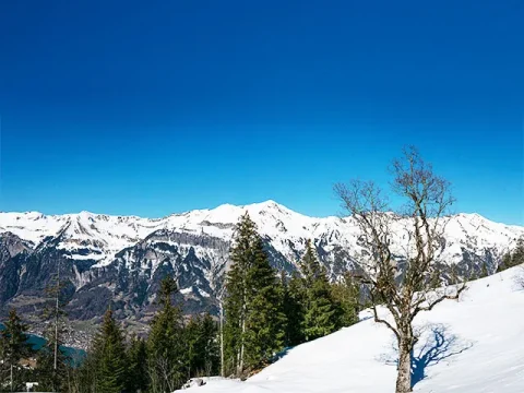 Axalp Transfers